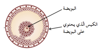 التحريض على الإباضة