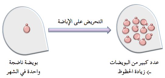 التحريض على الإباضة